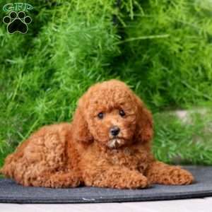 Krissy, Toy Poodle Puppy