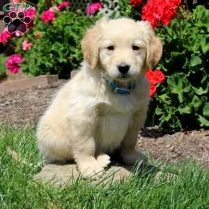 Kurvin, Mini Goldendoodle Puppy