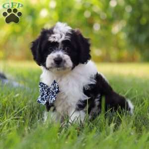 Kye, Cavapoo Puppy