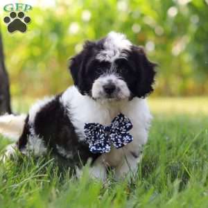 Kye, Cavapoo Puppy