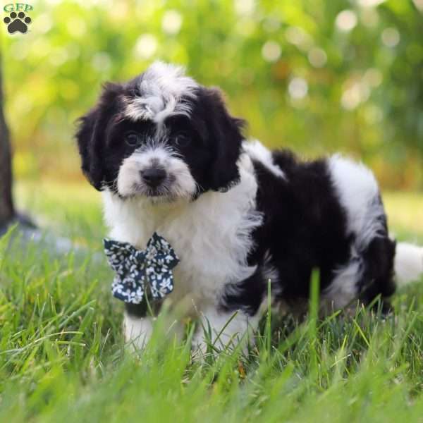 Kye, Cavapoo Puppy