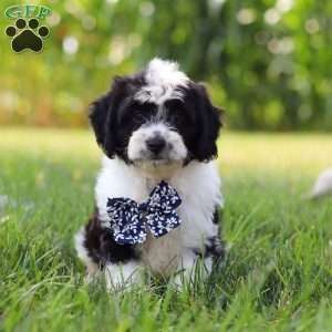 Kye, Cavapoo Puppy