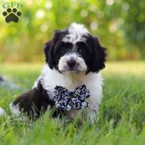 Kye, Cavapoo Puppy
