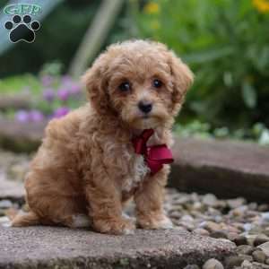 Kylar, Miniature Poodle Puppy
