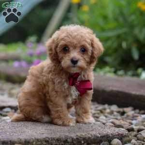 Kylar, Miniature Poodle Puppy