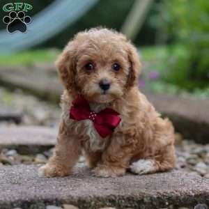 Kylar, Miniature Poodle Puppy
