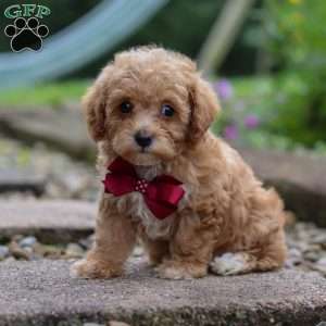 Kylar, Miniature Poodle Puppy