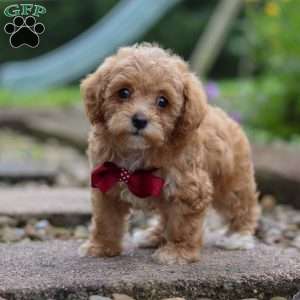 Kylar, Miniature Poodle Puppy