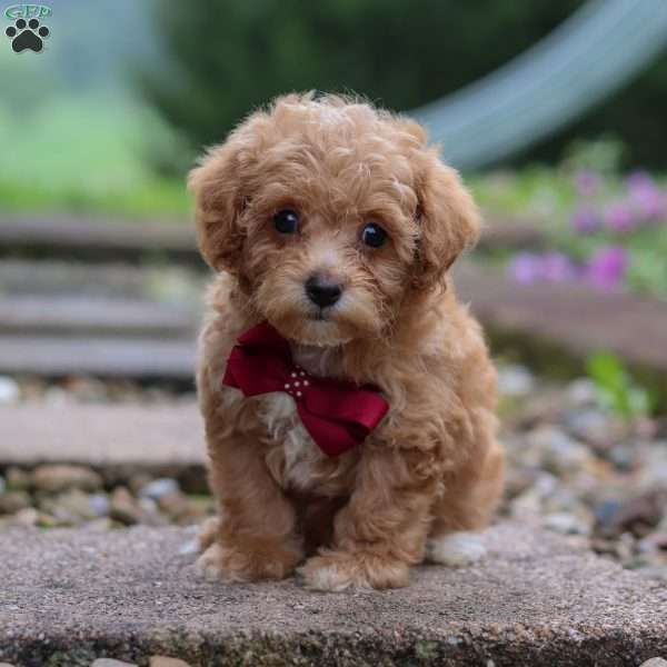 Kylar, Miniature Poodle Puppy