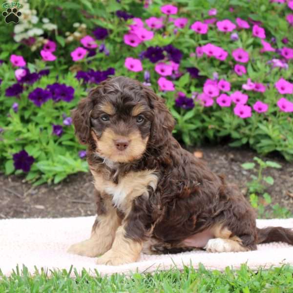 Kyle, Cockapoo Puppy