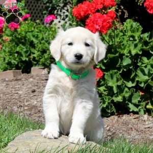 Kyler, Mini Goldendoodle Puppy