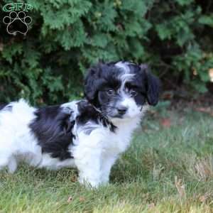 Kylie, Havanese Puppy