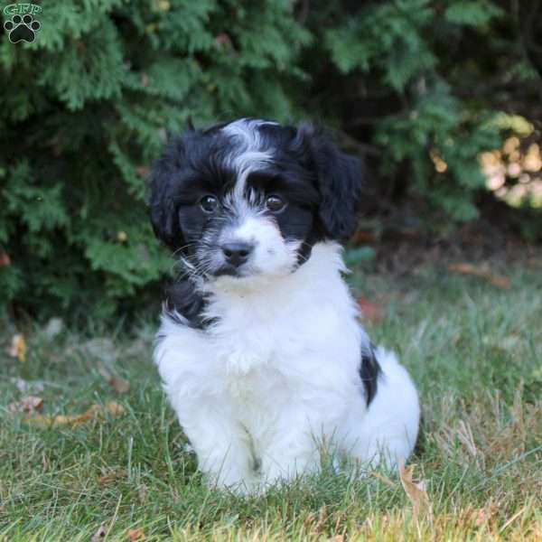 Kylie, Havanese Puppy