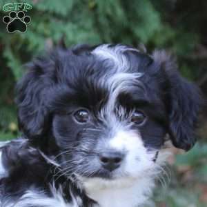 Kylie, Havanese Puppy