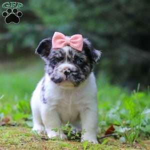 Kyra, French Bulldog Puppy