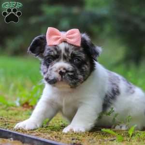 Kyra, French Bulldog Puppy