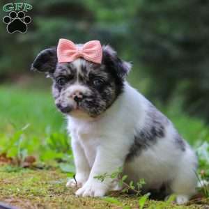 Kyra, French Bulldog Puppy