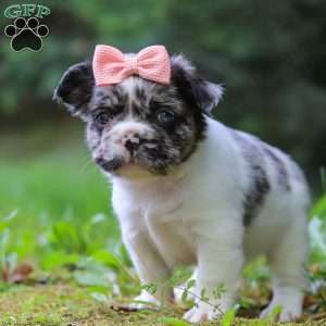 Kyra, French Bulldog Puppy
