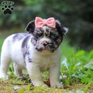 Kyra, French Bulldog Puppy