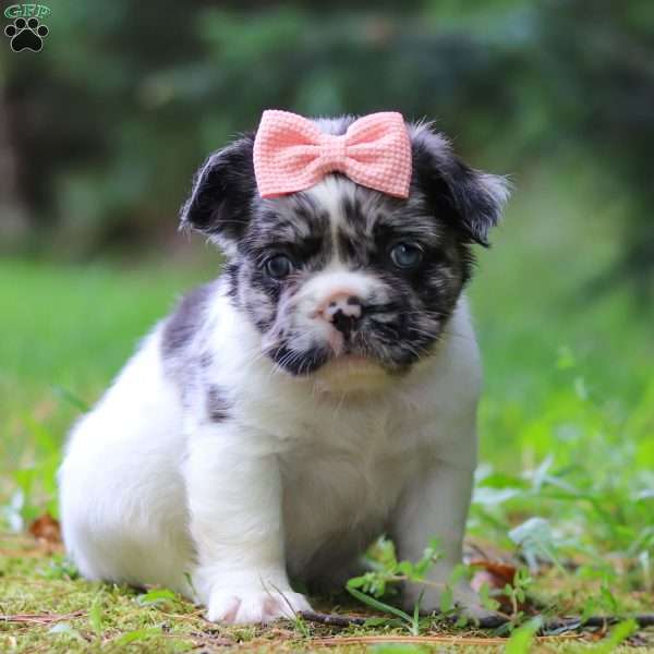 Kyra, French Bulldog Puppy