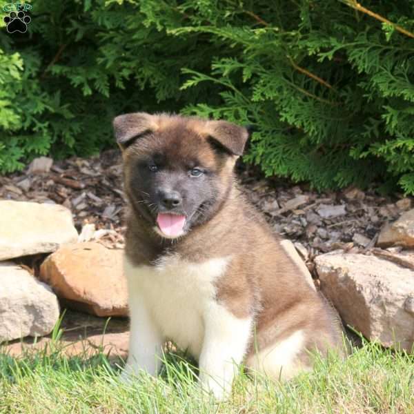 Kyro, Akita Puppy