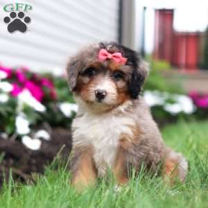 Lacey, Mini Bernedoodle Puppy