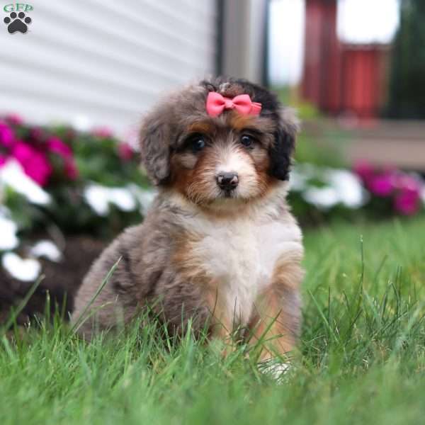 Lacey, Mini Bernedoodle Puppy