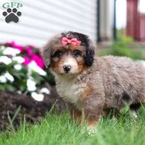 Lacey, Mini Bernedoodle Puppy