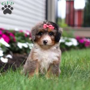 Lacey, Mini Bernedoodle Puppy