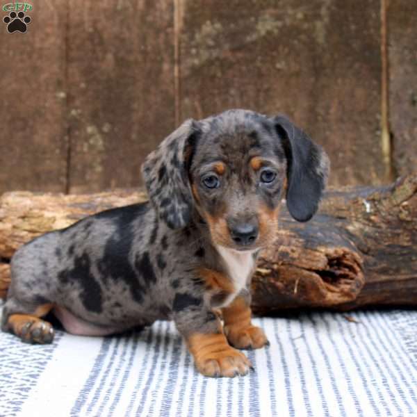 Lacy, Dachshund Puppy