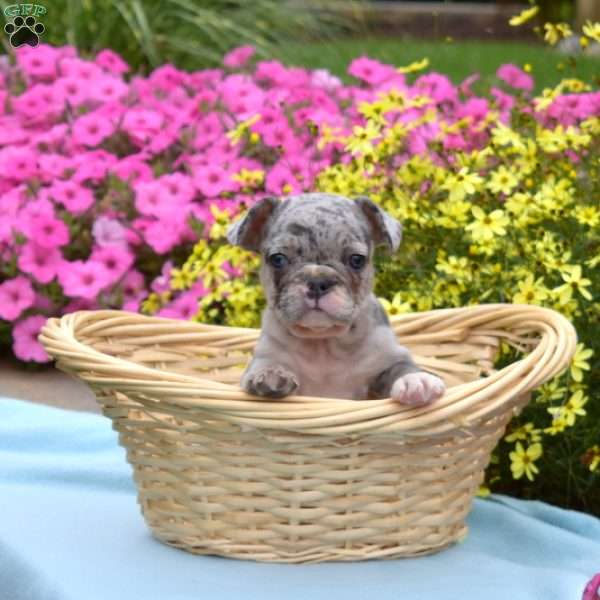 Lacy, French Bulldog Puppy