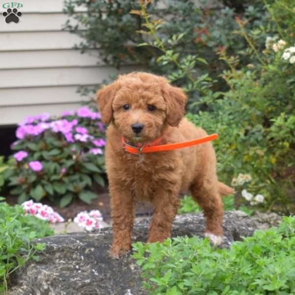 Lacy, Mini Goldendoodle Puppy