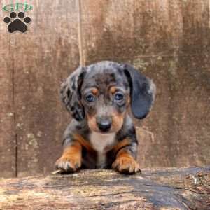 Lacy, Dachshund Puppy