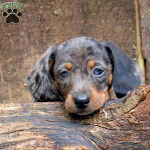 Lacy, Dachshund Puppy