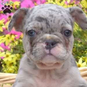 Lacy, French Bulldog Puppy