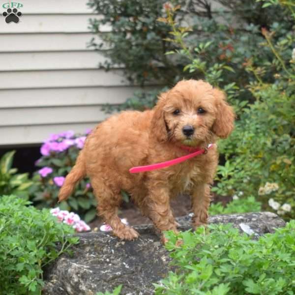 Lady, Mini Goldendoodle Puppy