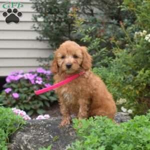 Lady, Mini Goldendoodle Puppy