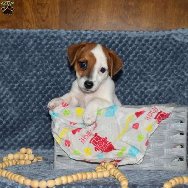 Lakayla, Jack Russell Terrier Puppy