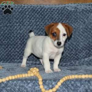 Lakayla, Jack Russell Terrier Puppy
