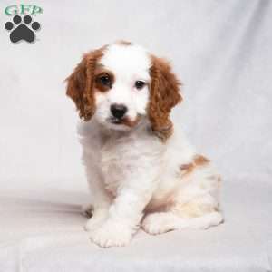 Lance, Cavapoo Puppy