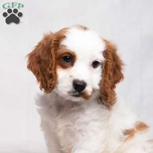 Lance, Cavapoo Puppy