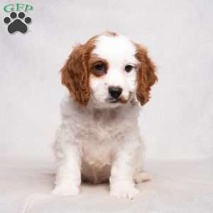 Lance, Cavapoo Puppy