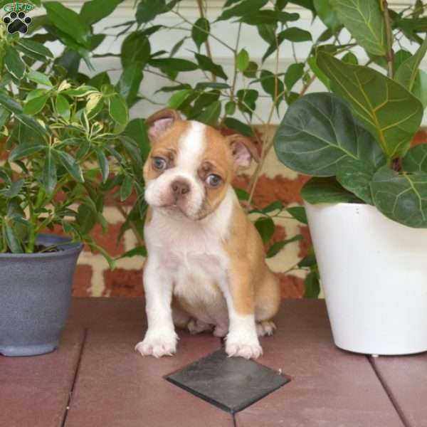 Lance, Boston Terrier Puppy
