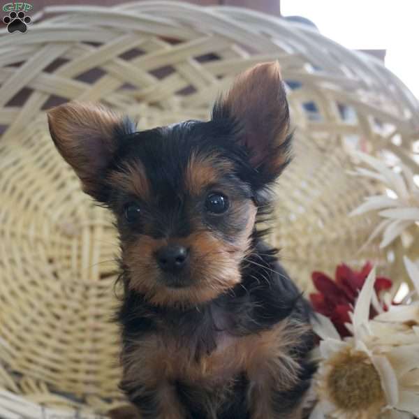 Lara, Yorkie Puppy