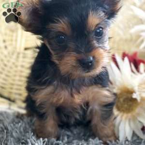 Lara, Yorkie Puppy