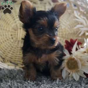 Lara, Yorkie Puppy