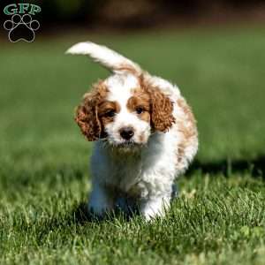 Larry, Mini Goldendoodle Puppy
