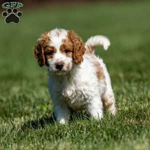 Larry, Mini Goldendoodle Puppy
