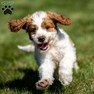 Larry, Mini Goldendoodle Puppy