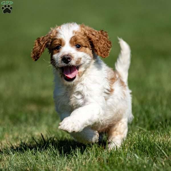 Larry, Mini Goldendoodle Puppy